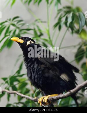 HILL MYNAH gracula religiosa, ADULT ON BRANCH Stock Photo