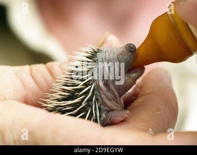 BABY HEDGEHOG RESCUED AT "LA DAME BLANCHE", AN ANIMAL PROTECTION CENTER IN NORMANDY, FRANCE Stock Photo