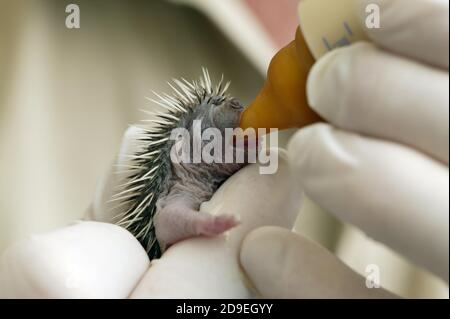 BABY HEDGEHOG RESCUED AT "LA DAME BLANCHE", AN ANIMAL PROTECTION CENTER IN NORMANDY, FRANCE Stock Photo
