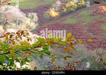 View of bracken and sunlit fields on hillside through beech tree branch with autumn leaves in November in Carmarthenshire Wales UK.  KATHY DEWITT
