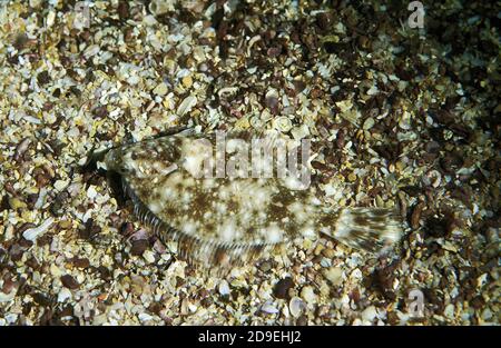 SOLE solea solea, ADULT CAMOUFLAGED ON MIXED GRAVEL SEABED, FRANCE Stock Photo