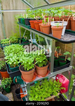 Greenhouse staging with basil, rocket, assorted salad leaf, and sweet and chilli pepper seedlings growing in seed trays and pots in spring. Stock Photo