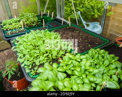 Basil, Rocket and other assorted salad leaf seedlings growing in an amateur gardener's greenhouse in spring. Stock Photo
