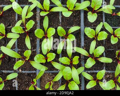 Newly germinated beetroot seedlings growing in modules. Stock Photo