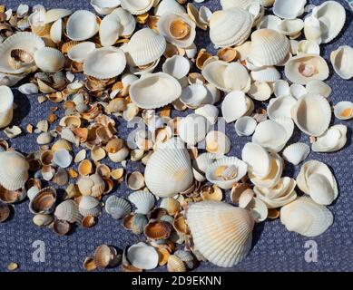 Shells of different sizes on a woven background. Large and small seashells. Stock Photo