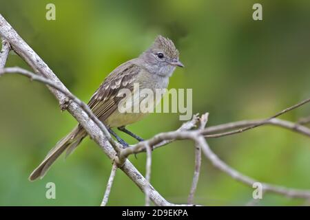 A Yellow-bellied Elania, Elaenia flavogaster, perched in tree Stock Photo
