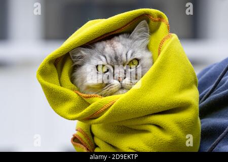 Beautiful thoroughbred grumpy cat with beautiful green eyes in a blanket  Stock Photo
