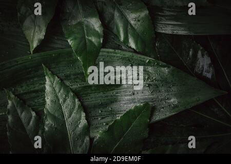 tropical jungle background. fresh wet green leaves Stock Photo