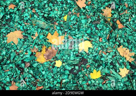 Still life with few fallen dry yellow maple leaves over wooden slivers painted green as background top view outdoors close up Stock Photo