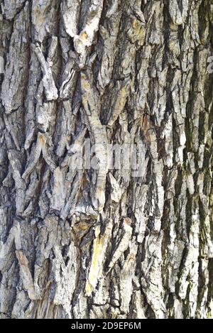 The bark of a thick tree. Texture. Background. Hight quality photo Stock Photo