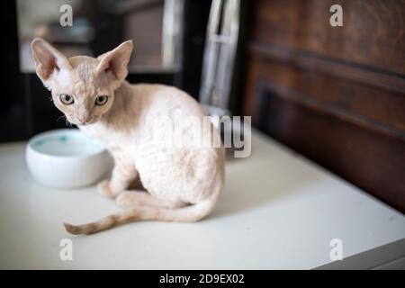 Feeding cat with tuna tin. Devon Rex kitten eats wet food from white ceramic plate placed on the wooden floor and place mat. Selective focus Stock Photo