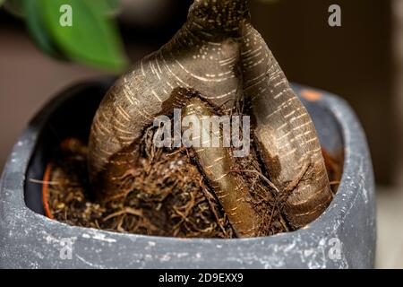 Bonsai roots in a home garden. Stock Photo