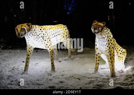 Illuminated Cheetah lanterns at Chester Zoo's The Lantern event. Stock Photo