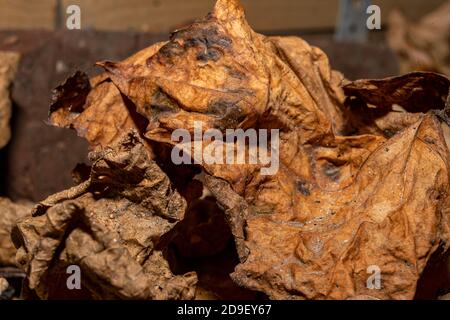 A closeup picture of brown autumn leaves. Picture from Malmo, southern Sweden Stock Photo