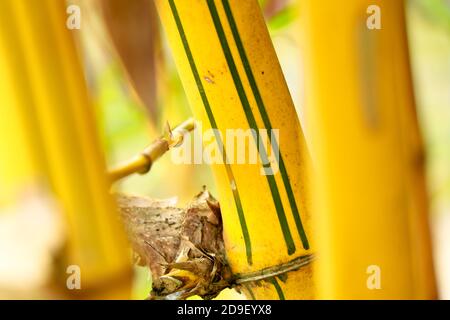 Close up shop of yellow bamboo stem as background or texture, selective focus Stock Photo