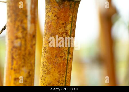 Close up shop of yellow bamboo stem as background or texture, selective focus Stock Photo