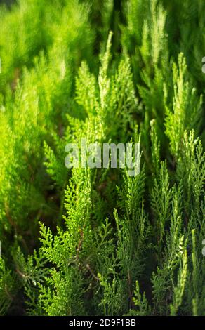 Cypress branches are illuminated by the sun. Natural green coniferous backgrounds. Partial defocus. Stock Photo