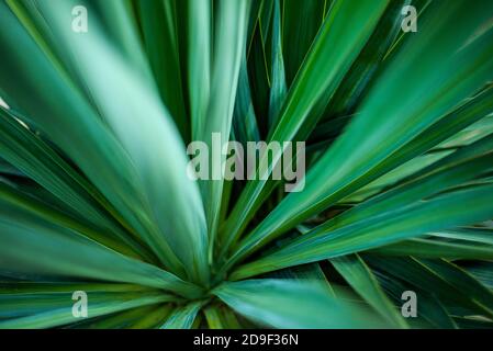 Agave. Green natural background from the center of a plant with elongated sharp leaves. Inside view. Perspective. Blurred defocused leaves. Bokeh. Stock Photo