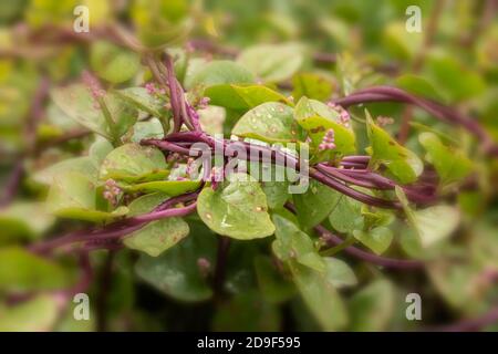 Malabar Spinach-red, vegetable Stock Photo