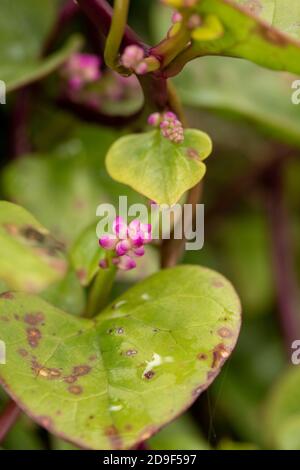 Malabar Spinach-red, vegetable Stock Photo