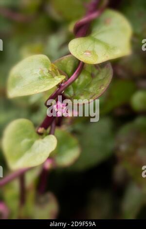 Malabar Spinach-red, vegetable Stock Photo