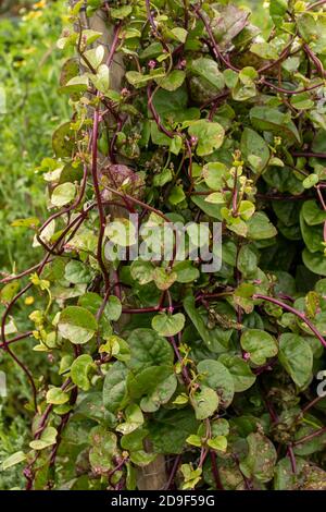 Malabar Spinach-red, vegetable Stock Photo