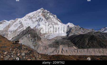 Cute lonely yak with shaggy fur standing at a rocky slope and looking at camera near mighty Khumbu glacier with majestic mountain Nuptse in background. Stock Photo