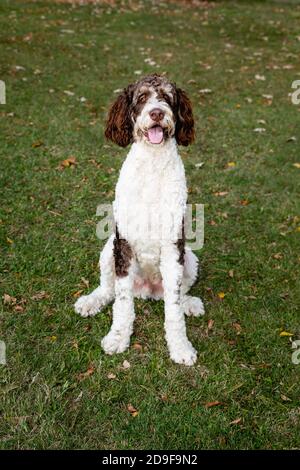 Adult brown and white bernedoodle dog sitting on the grass outdoors. Stock Photo
