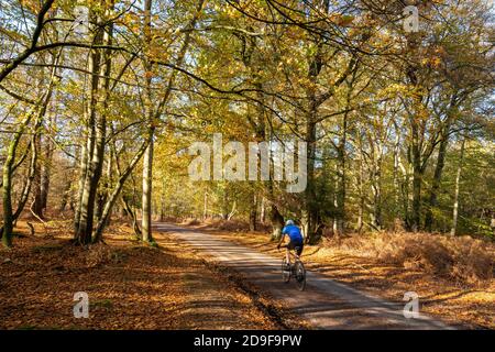 Cyclist riding along Bolderwood Arboretum Ornamental Drive in the New Forest National Park during autumn, Hampshire, England, UK Stock Photo