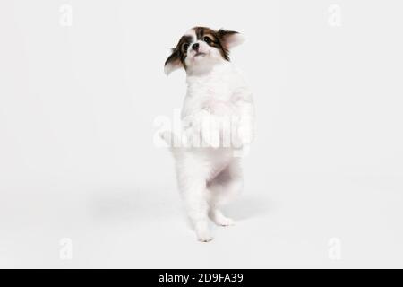 Jumping high. Papillon Fallen little dog is posing. Cute playful braun doggy or pet playing on white studio background. Concept of motion, action, movement, pets love. Looks happy, delighted, funny. Stock Photo