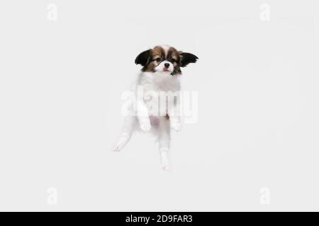 Jumping high. Papillon Fallen little dog is posing. Cute playful braun doggy or pet playing on white studio background. Concept of motion, action, movement, pets love. Looks happy, delighted, funny. Stock Photo