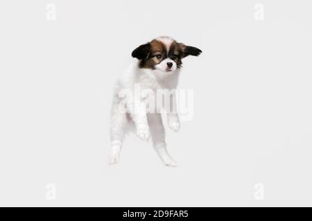 Jumping high. Papillon Fallen little dog is posing. Cute playful braun doggy or pet playing on white studio background. Concept of motion, action, movement, pets love. Looks happy, delighted, funny. Stock Photo