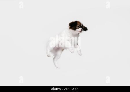 Jumping high. Papillon Fallen little dog is posing. Cute playful braun doggy or pet playing on white studio background. Concept of motion, action, movement, pets love. Looks happy, delighted, funny. Stock Photo