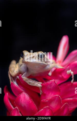 Javan tree frog perched on red flowers Stock Photo