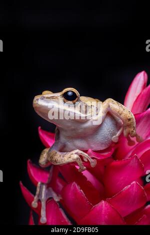 Javan tree frog perched on red flowers Stock Photo