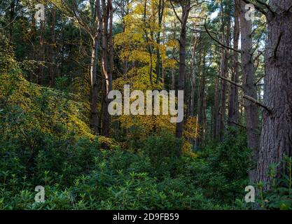 Binning Wood, East Lothian, Scotland, United Kingdom, 5th November 2020. UK Weather: Last of the Autumn colour. The colourful leaves of a deciduous beech tree surrounded by Scots pine trees in the woodland are lit by moody low sunlight Stock Photo