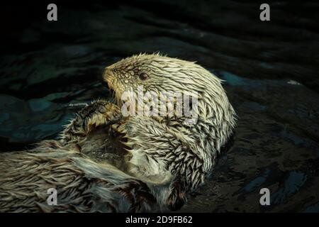 Sea otter eating fish  in the water Stock Photo