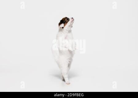 Jumping high. Papillon Fallen little dog is posing. Cute playful braun doggy or pet playing on white studio background. Concept of motion, action, movement, pets love. Looks happy, delighted, funny. Stock Photo