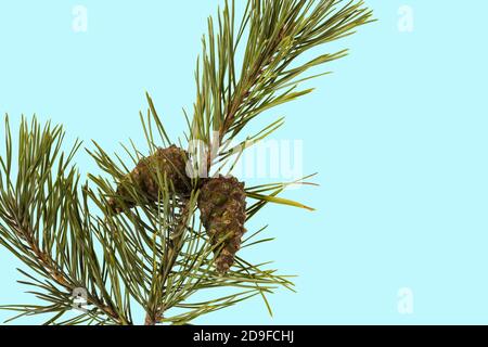 Close up view of green pine trees branch with brown cone isolated on blue background. Nature concept. Christmas concept. Stock Photo