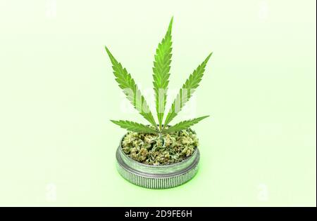Marijuana leaf on grinder full of chopped weed on light green background. Stock Photo