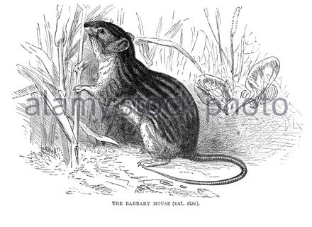 Barbary Mouse, vintage illustration from 1894 Stock Photo