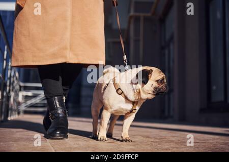 Grounded view of woman in coat that have a walk with her little cute dog at sunny day Stock Photo