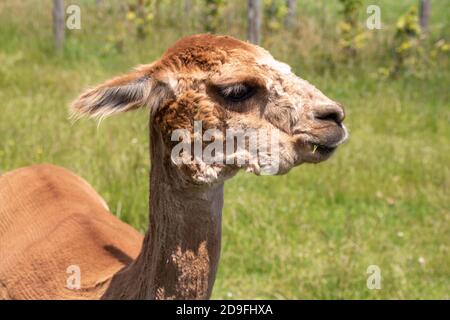 beautiful alpaca chewing on a blade of grass Stock Photo