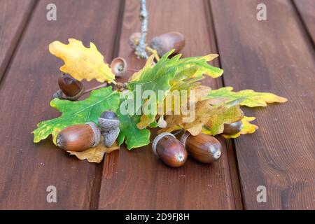 Acorns and autumnal oak leaves on a wooden background in autumn. Stock Photo