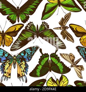 Seamless pattern with hand drawn colored wallace s golden birdwing, ambulyx moth, white-banded hunter hawkmoth, madagascan sunset moth, emerald Stock Vector
