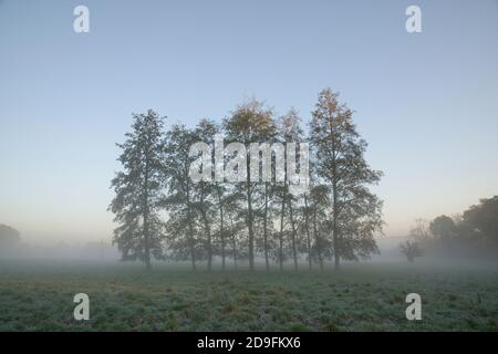 Misty autumnal treescape in England. Sun rising and a gentle glow of light of trees and a little mist. A row of Alder trees. Stock Photo