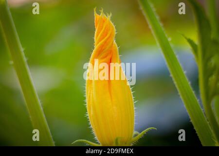Squash blossom in focus on the branch. Organic food farming. Summer blossom. Stock Photo