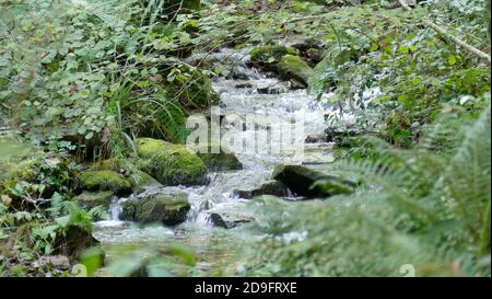 River with small waterfall among the forest vegetation Stock Photo
