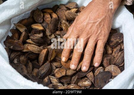 Close up of native man hand with bag of Brazil nuts in the amazon rainforest during the nut harvest. Concept of environment, ecology, sustainable. Stock Photo