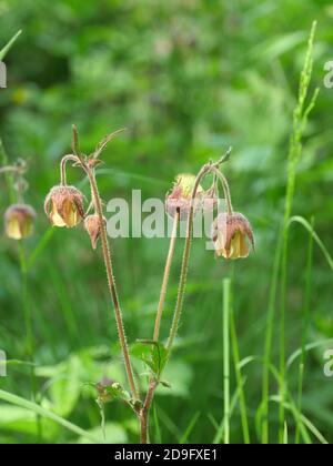 wild flowers of Geum Rivale on long curved stems close-up, medicinal plant used in medicine Stock Photo